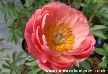 Peony Coral Sunset