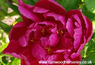 Peony Felix Crousse 