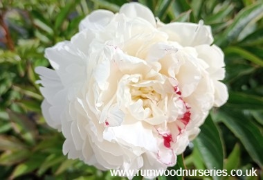 Peony Festiva Maxima 