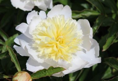 Peony Honey Gold