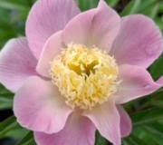 Peony Catalogue