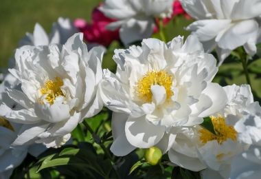 Peony Krinkled White