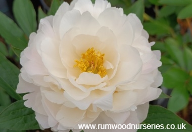 Peony Madame Calot