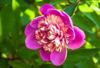 Peony Madame Emile Debatene