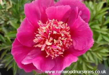 Paeonia 'NEON' 