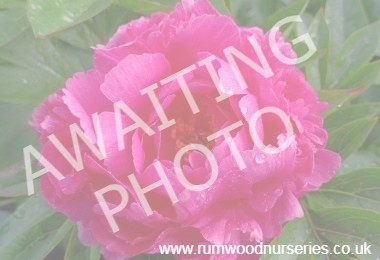 Peony Princess Margaret