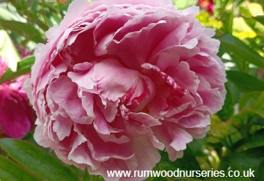 Peony Sarah Bernhardt