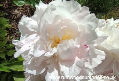 Peony Shirley Temple