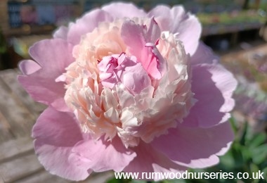 Sorbet peony on sale