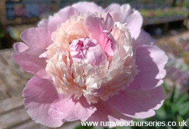 Peony Sorbet