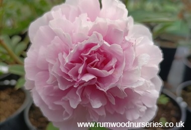 Peony Sweet Harmony