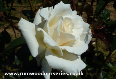 Pascali - Hybrid Tea - Bare Rooted