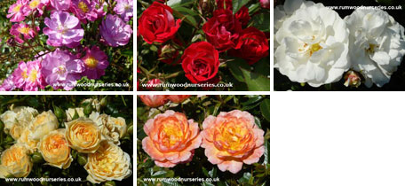 Patio Rose Collection - Bare Rooted