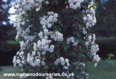 Paul's Himalayan Musk - Rambler - Bare Rooted