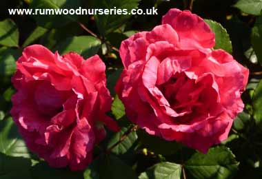 Paul's Scarlet - Climber - Potted