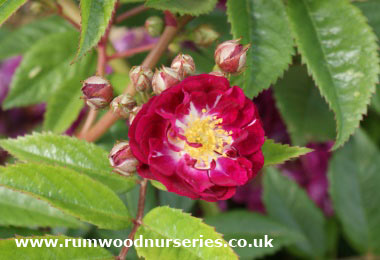 Perennial Blue - Rambler - Potted