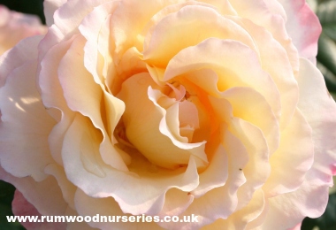 Perfect Harmony - Nostalgic Rose - Bare Rooted