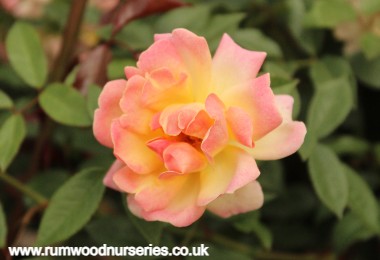 Phyllis Bide - Climber - Potted