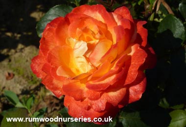 Pigalle - Floribunda - Potted