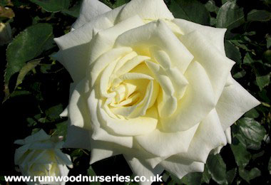 Polar Star - Hybrid Tea - Bare Rooted