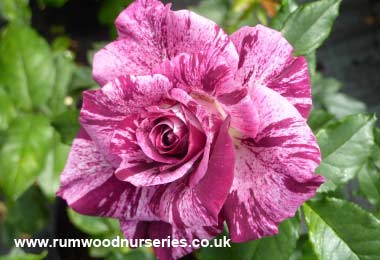 Purple Tiger - Floribunda - Potted