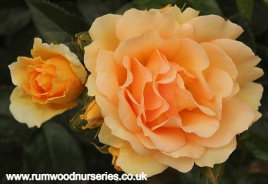 Queen Bee - Standard - Bare Rooted