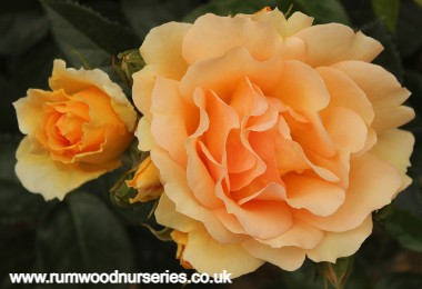 Queen Bee - Floribunda - Bare Rooted