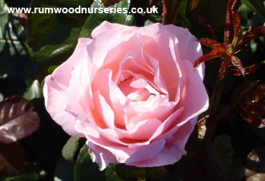 Queen Elizabeth - Floribunda - Potted