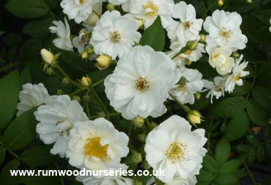 Rambling Rector - Rambler - Potted