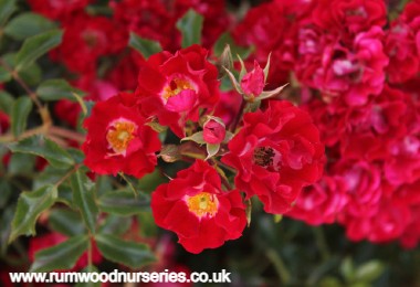 Rambling Rosie - Rambler - Potted