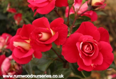 Raspberry Queen - Floribunda - Potted