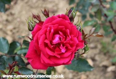 Red New Dawn - Climber - Bare Rooted