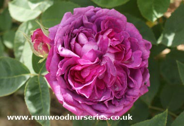 Reines Des Violettes Rose - Shrub Potted and Bare Root Roses available to  buy online from British Roses