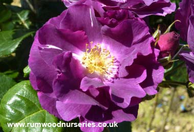 Rhapsody in Blue - Floribunda - Potted