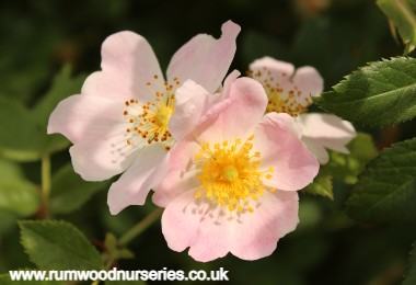 Rosa Canina - Shrub - Potted