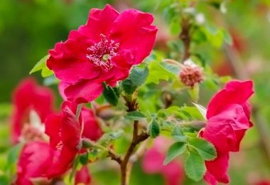 Moyesii Geranium - Shrub - Bare Rooted
