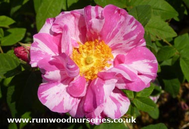 Rosa Mundi - Shrub - Potted