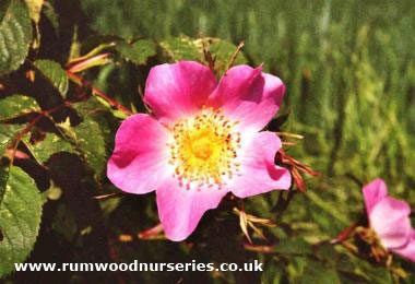 Rosa Rubiginosa - Shrub - Bare Rooted