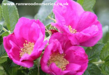 Rosa Rugosa - Shrub - Bare Rooted