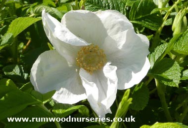 Rosa Rugosa Alba - Shrub - Potted