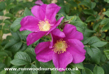 Rosa Rugosa Rubra - Shrub - Potted