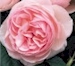 Roses A to Z