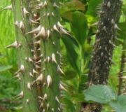 Roses as Dense Thorny Barriers