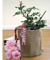 Special Occasion Rose Gift Sets
