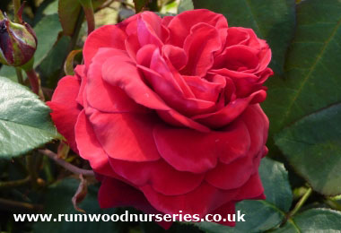 Royal William - Hybrid Tea - Bare Rooted