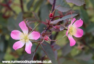 Rosa Rubrifolia - Shrub - Potted