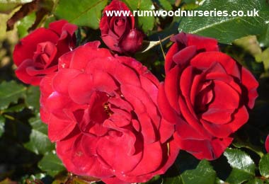 Ruby Anniversary - Half Standard - Bare Rooted