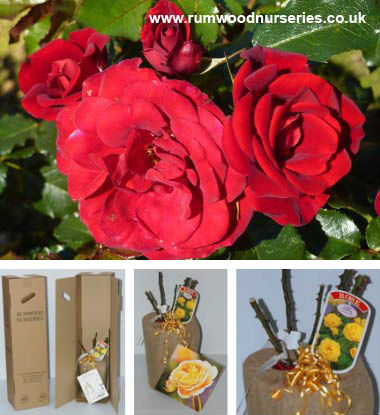Ruby Anniversary Potted Rose - Gift Set