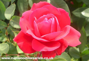 Ruby Wedding - Hybrid Tea - Potted