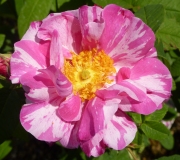 Shade Tolerant Rose Varieties